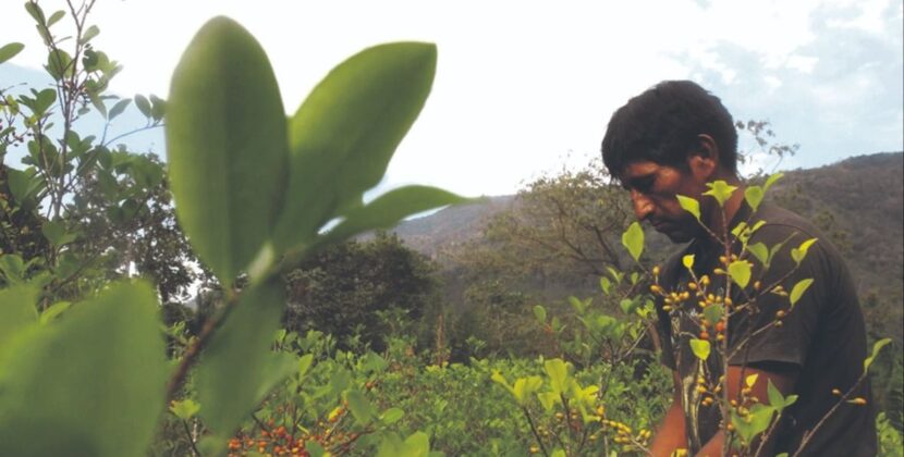 UNODC confirma demora estudio coca