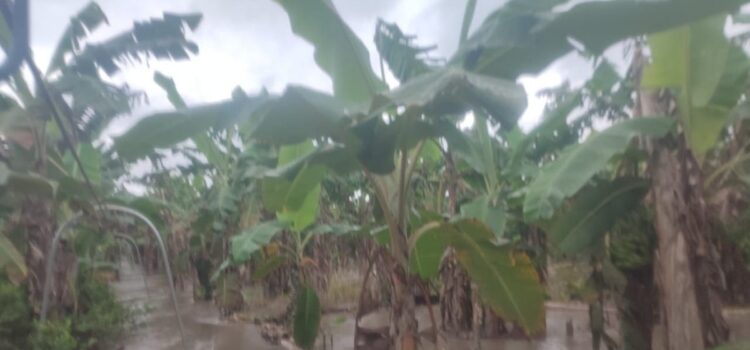 Trópico: Inundación destruye 2.700 hectáreas de banano; piden inspección