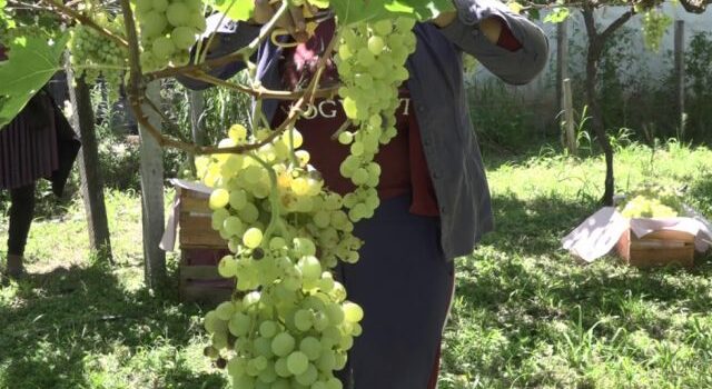 Vitícolas de Yacuiba anuncian preparativos para la Vendimia 2024