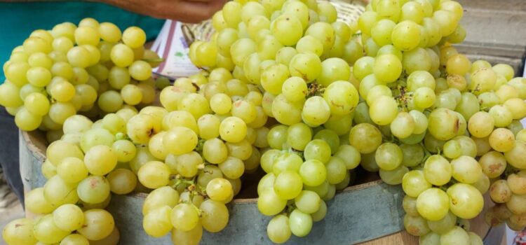 Productores de uva en Tarija esperan cosechar 1600 quintales en nueva temporada