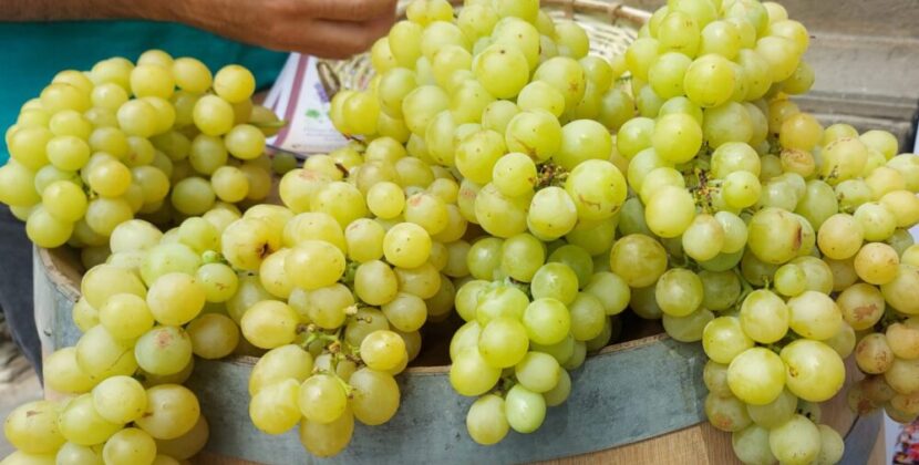 Productores de uva en Tarija esperan cosechar 1600 quintales en nueva temporada