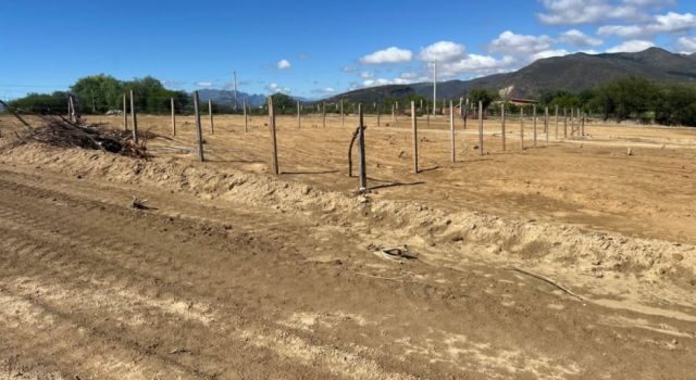 Urbanizaciones en el valle central amenazan viñedos tradicionales según expertos