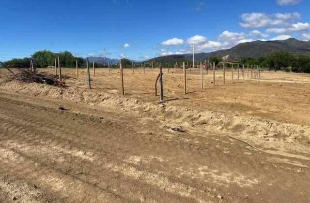 Urbanizaciones en el valle central amenazan viñedos tradicionales según expertos