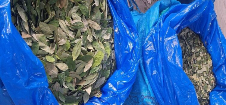 OMS mantiene la coca entre las sustancias más peligrosas por su riesgo de cocaína