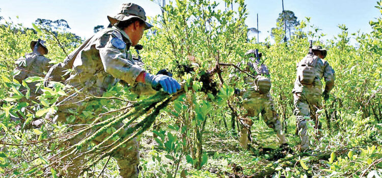 UNODC revela aumento del 10 por ciento en cultivos de coca en Bolivia 2024