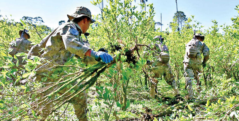 UNODC revela aumento del 10 por ciento en cultivos de coca en Bolivia 2024