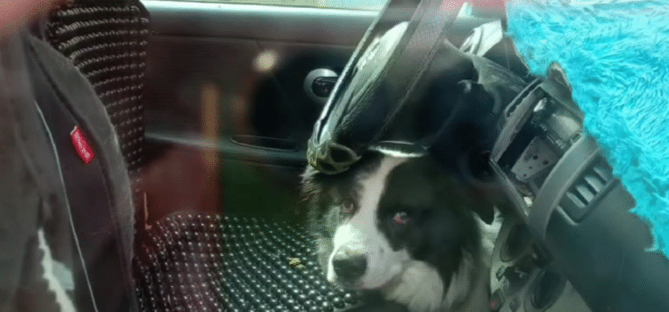 Fiscalía de La Paz investiga caso de maltrato a perrito encerrado ocho horas en vehículo