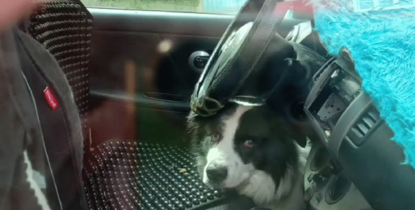 Fiscalía de La Paz investiga caso de maltrato a perrito encerrado ocho horas en vehículo