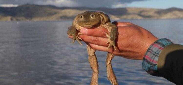 La rana gigante del Titicaca advierte sobre su peligro por consumo humano en Bolivia