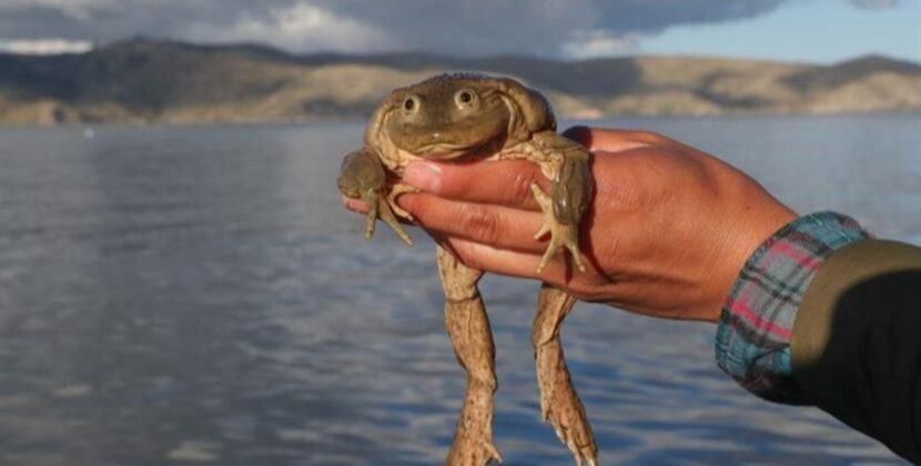 La rana gigante del Titicaca advierte sobre su peligro por consumo humano en Bolivia