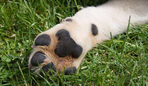 La Paz dicta detención preventiva a hombre hallado con animal desollado