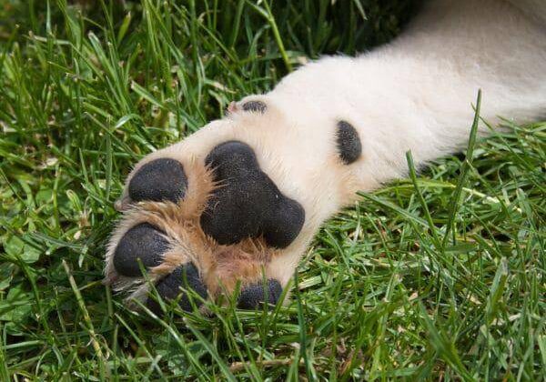 La Paz dicta detención preventiva a hombre hallado con animal desollado