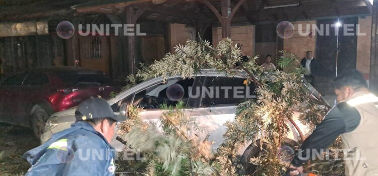 Vientos derriban 17 árboles y dos letreros en Cochabamba y causan daños