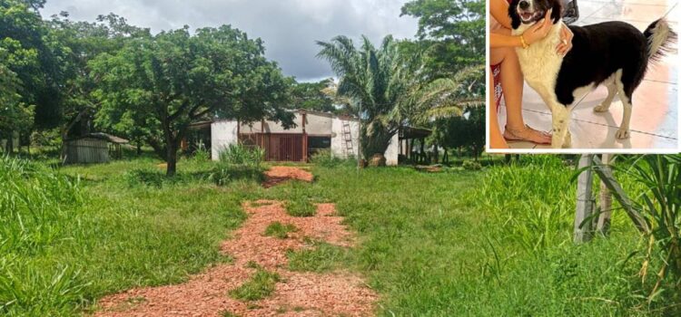 Santa Cruz investiga a hombre por maltrato animal tras agresiones a perro