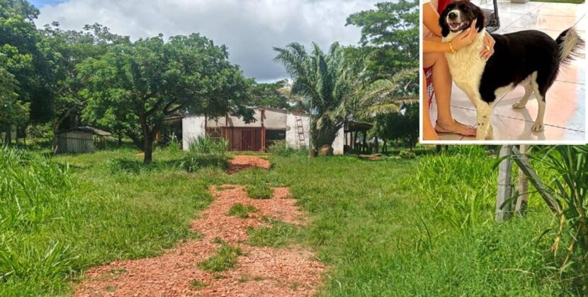 Santa Cruz investiga a hombre por maltrato animal tras agresiones a perro