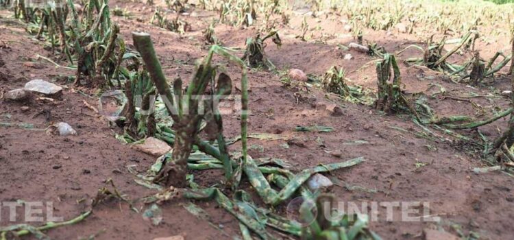 Granizo afecta 50 hectáreas de cultivos en Sipe Sipe Cochabamba