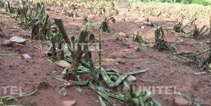 Granizo afecta 50 hectáreas de cultivos en Sipe Sipe Cochabamba