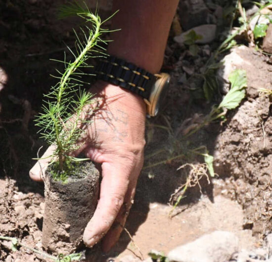 Gobernación y mineros reforestan 500 hectáreas en Sicaya para preservar el bosque