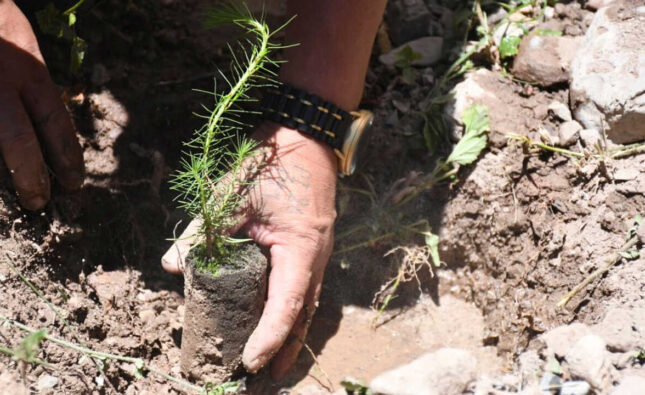 Gobernación y mineros reforestan 500 hectáreas en Sicaya para preservar el bosque