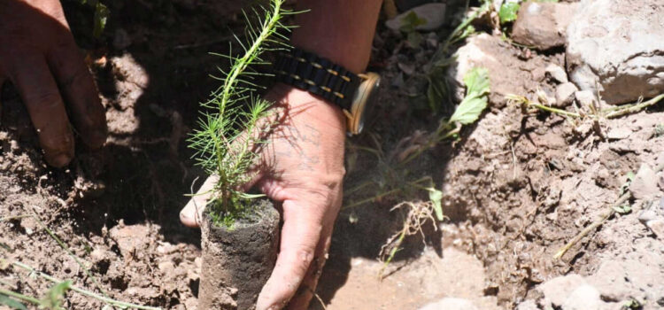 Gobernación y mineros reforestan 500 hectáreas en Sicaya para preservar el bosque