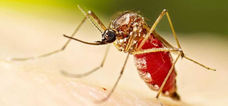 Santa Cruz registra tres muertes y supera tres mil casos de chikungunya