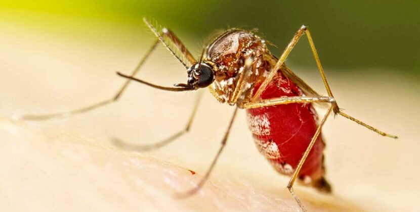 Santa Cruz registra tres muertes y supera tres mil casos de chikungunya