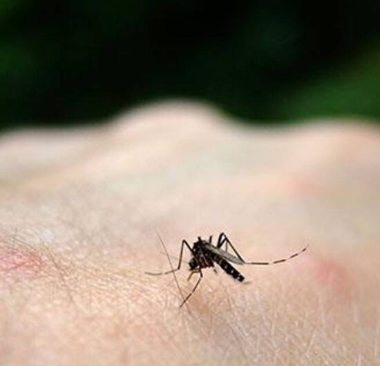 Santa Cruz investiga cuarto posible deceso por chikungunya en 2024