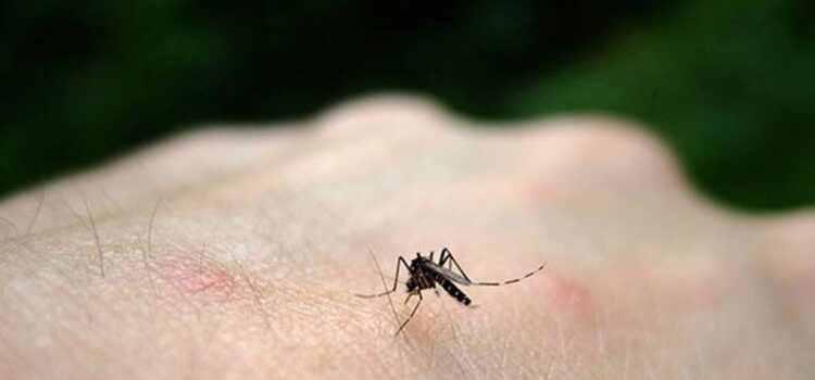 Santa Cruz investiga cuarto posible deceso por chikungunya en 2024