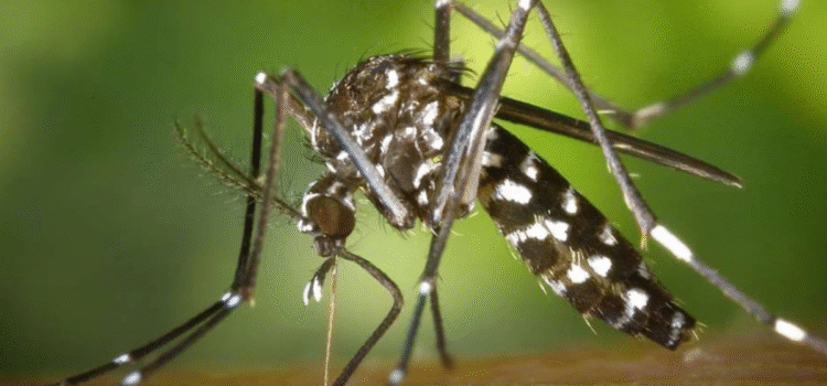 Cochabamba impulsa campaña preventiva contra el chikungunya en 2024