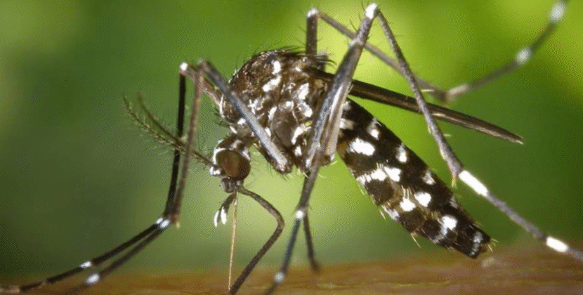 Cochabamba impulsa campaña preventiva contra el chikungunya en 2024