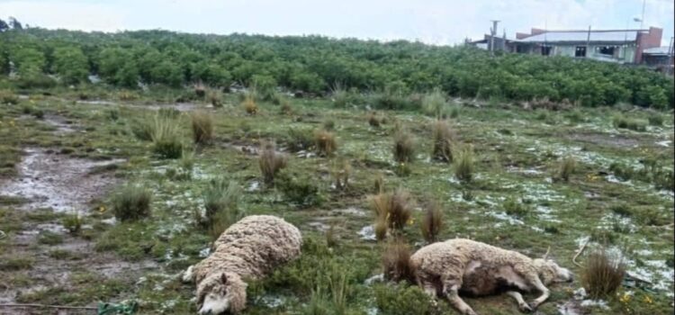Granizada en Huarina destruye cultivos y causa muerte de animales