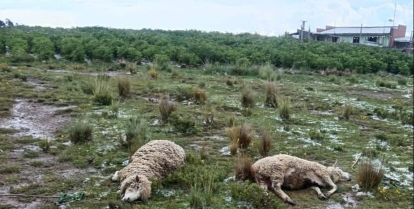 Granizada en Huarina destruye cultivos y causa muerte de animales
