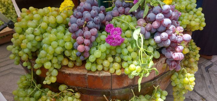 Productores de uva en Tarija venden 80 por ciento de la cosecha 2024