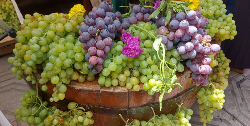 Productores de uva en Tarija venden 80 por ciento de la cosecha 2024