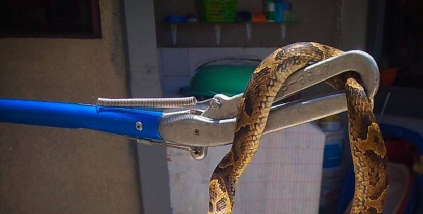Rescatan a víbora en vivienda de Cochabamba tras llamada de vecinos