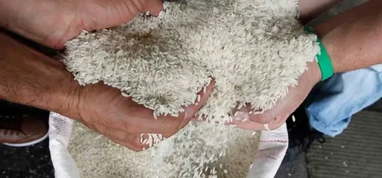 Arroceros bolivianos denuncian contrabando y piden al Gobierno revisar importaciones