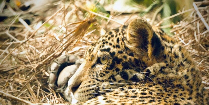 Bolivia libera por primera vez en su hábitat a jaguar rescatado de incendios