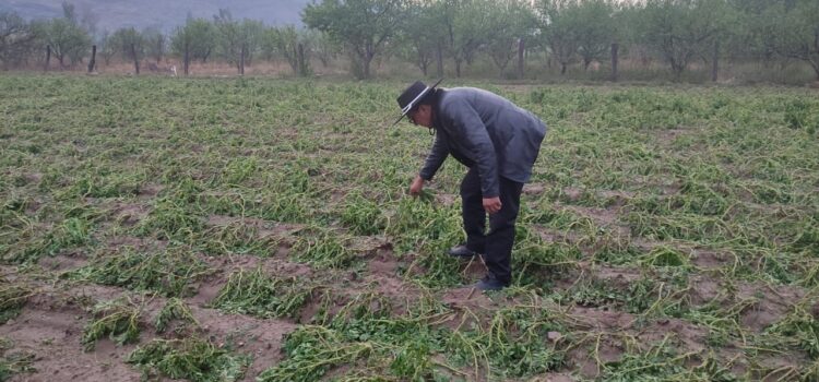 Uriondo implementa sistema anti granizo que reduce daños en cultivos