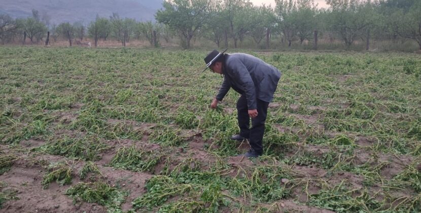 Uriondo implementa sistema anti granizo que reduce daños en cultivos