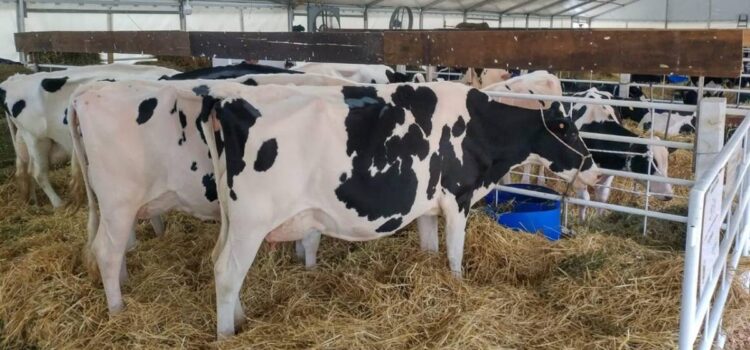 Sector lechero de Cochabamba anuncia movilización este viernes por nivelación de precios