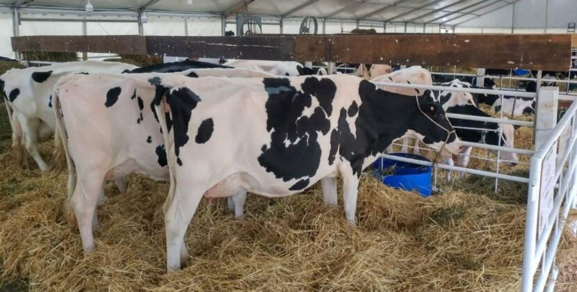 Sector lechero de Cochabamba anuncia movilización este viernes por nivelación de precios