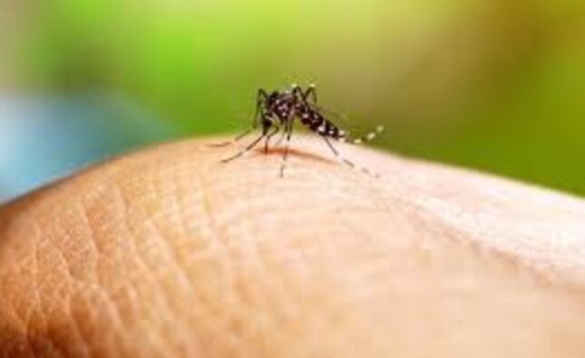 Bermejo confirma aumento de casos de chikunguña en Tarija en 2024