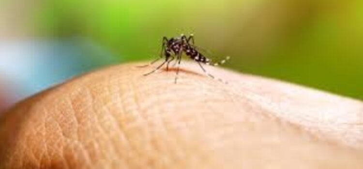 Bermejo confirma aumento de casos de chikunguña en Tarija en 2024