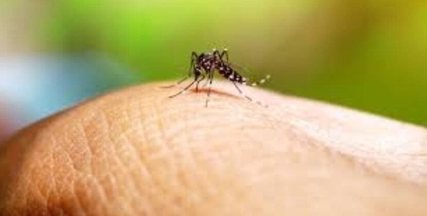 Bermejo confirma aumento de casos de chikunguña en Tarija en 2024