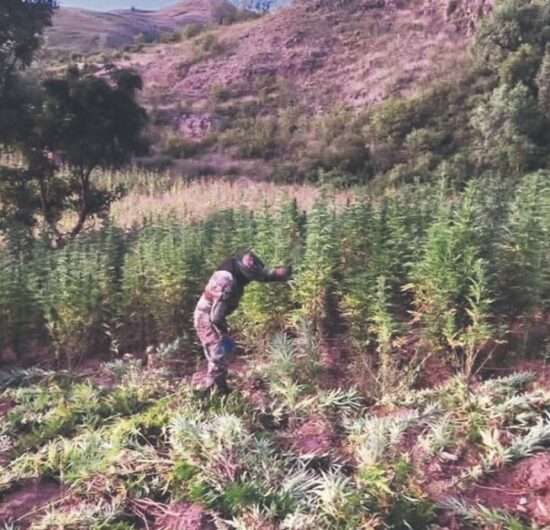 Bolivia revela producción de más de una tonelada de marihuana ICE desde enero