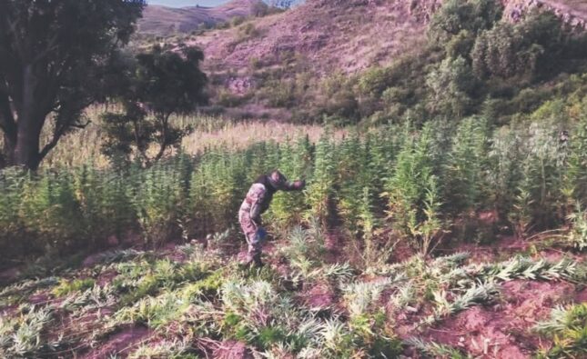 Bolivia revela producción de más de una tonelada de marihuana ICE desde enero