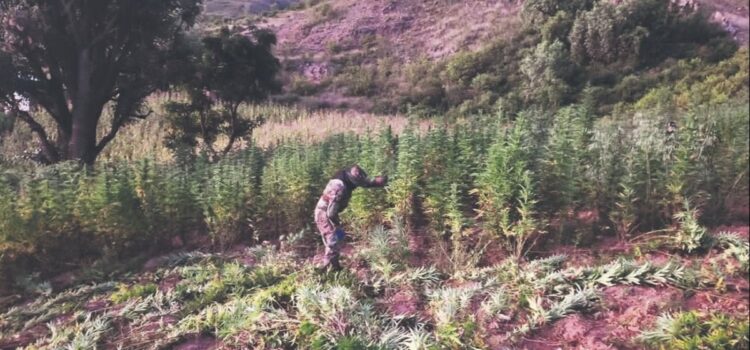 Bolivia revela producción de más de una tonelada de marihuana ICE desde enero