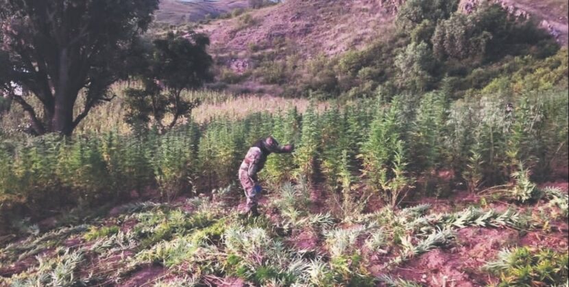 Bolivia revela producción de más de una tonelada de marihuana ICE desde enero