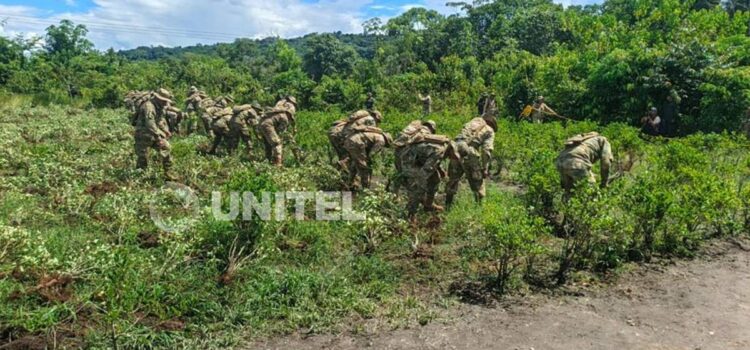 Gobierno impulsa control de plantaciones de coca en trópico de Cochabamba