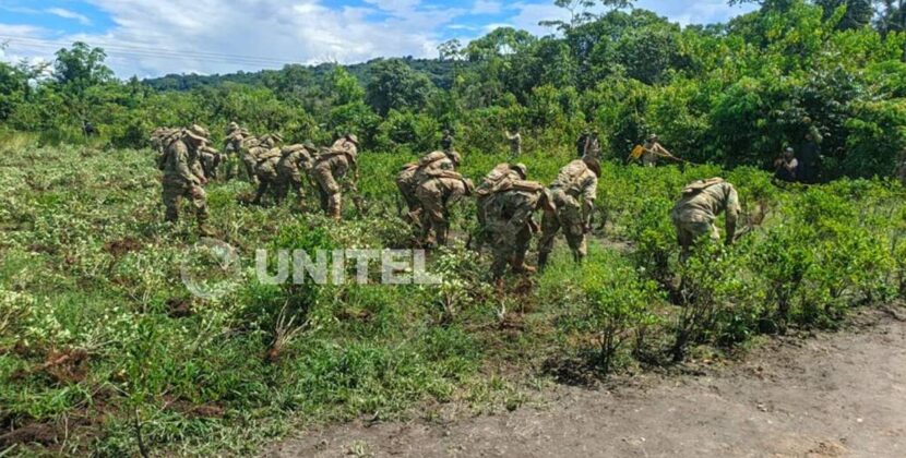Gobierno impulsa control de plantaciones de coca en trópico de Cochabamba